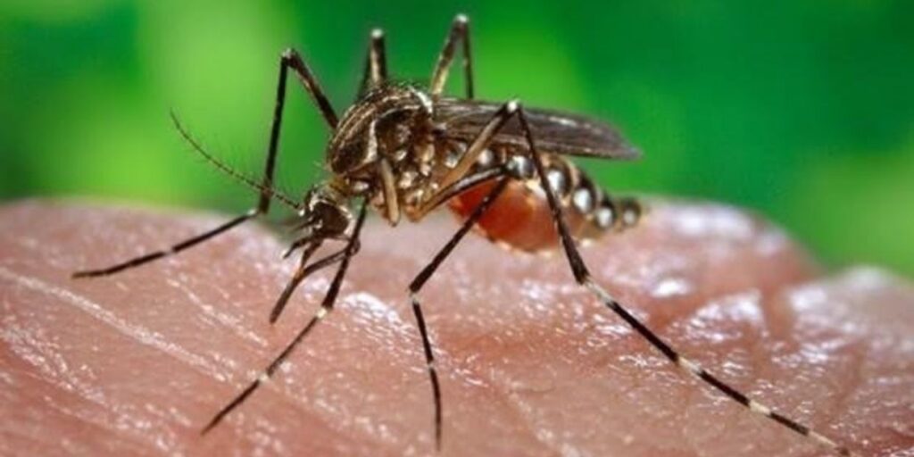 Invading mosquitoes, present in 22% of the municipalities