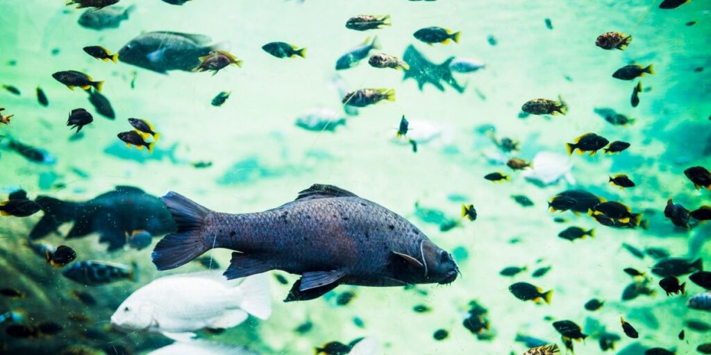They investigate fish to prevent mosquito diseases