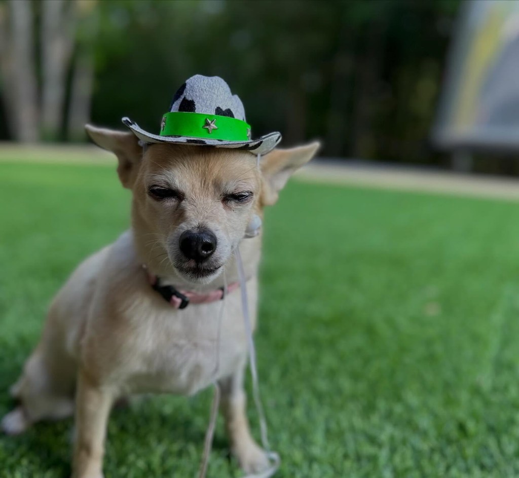 Light brown dog in a cow-print cowboy hat with a green band and star, on green grass.